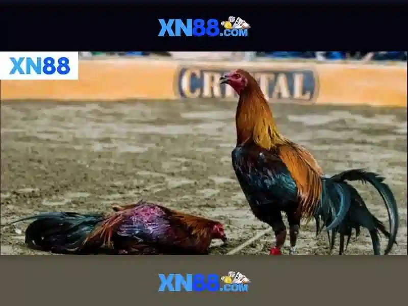 Giới thiệu xn88