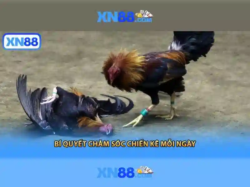 Nền tảng và dịch vụ