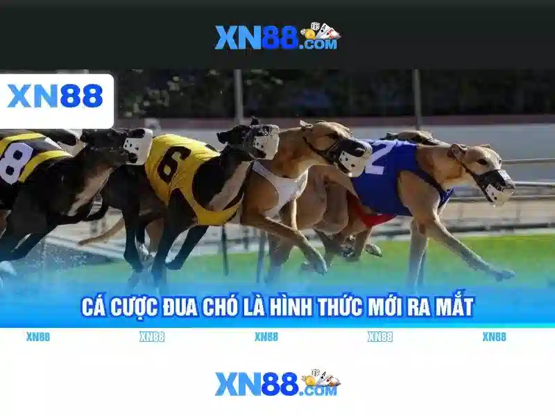 XN88: Nền tảng cá cược trực tuyến uy tín tại Việt Nam