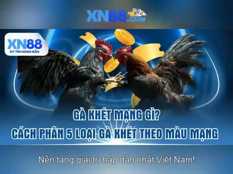 xn88 là gì?