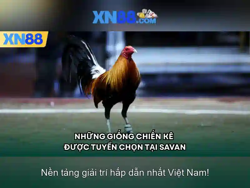 Kết luận về xn88 và cách bắt đầu