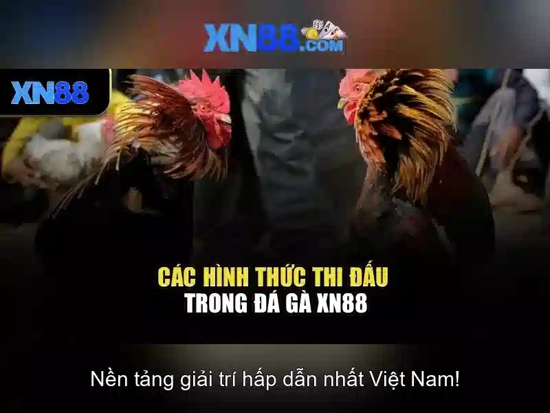 Khuyến mãi, thanh toán và hỗ trợ khách hàng